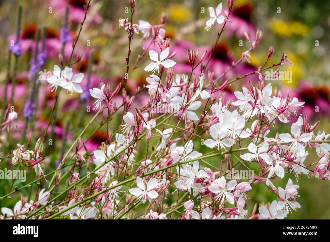 Bianco porpora flowerbed, luglio fiori bianco gaura coneflowers letto Foto Stock