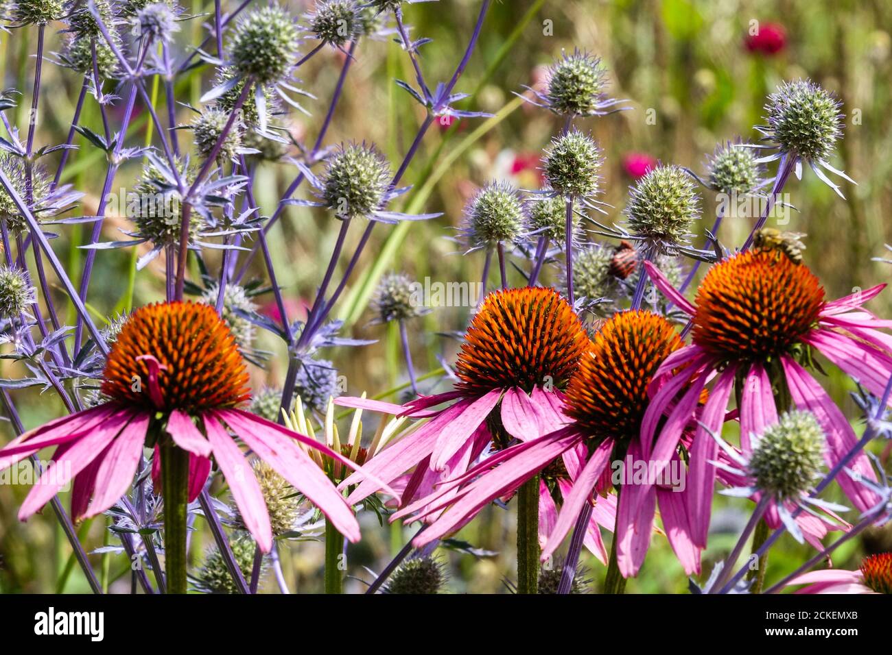 Luglio fiori viola Coneflower Echinacea purpurea coni misto Mare agrifoglio, Eryngium tripartitum fiori in fiore a letto Foto Stock