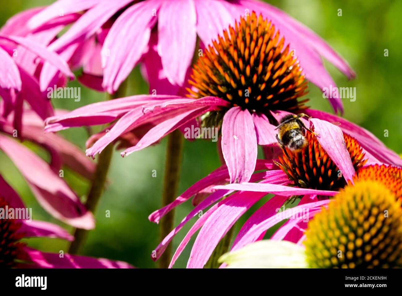 Fiori di luglio, bumblebee sul cono viola del fiore di conifere Foto Stock