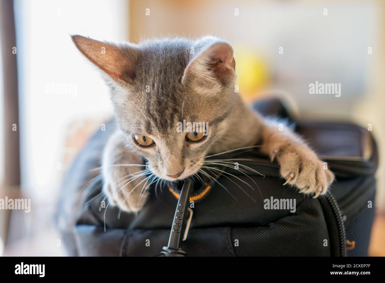 Primo piano di un simpatico gattino grigio che esce una borsa Foto Stock