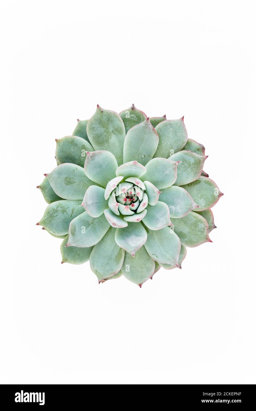 Bellissimo modello di succulente verde isolato su sfondo bianco. Disposizione piatta, vista dall'alto. Foto Stock