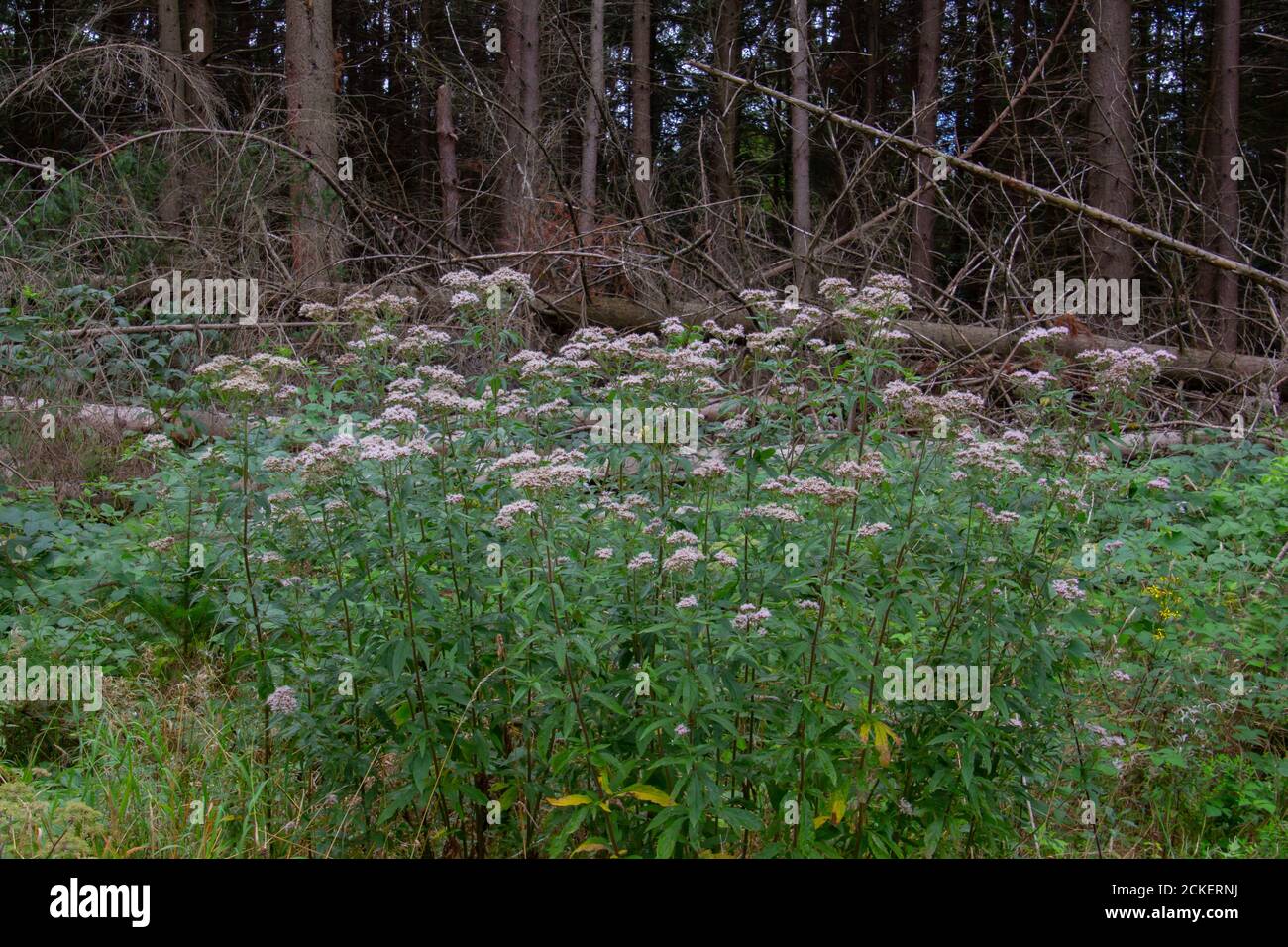 Primo piano di agrimonia canapa, chiamato anche Eupiatorium cannabinum, corda Santa o wasserdost Foto Stock