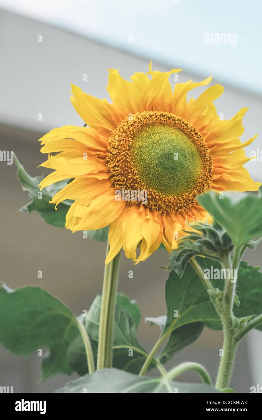 girasole nella giornata di sole Foto Stock