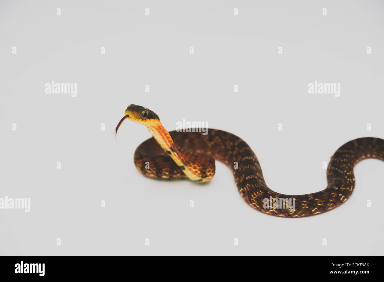 Falso cobra (Pseudoxenodon Macrops) sullo studio di sfondo bianco Foto Stock