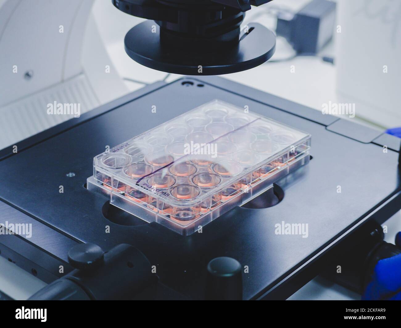 osservazione della piastra di coltura cellulare al microscopio Foto Stock