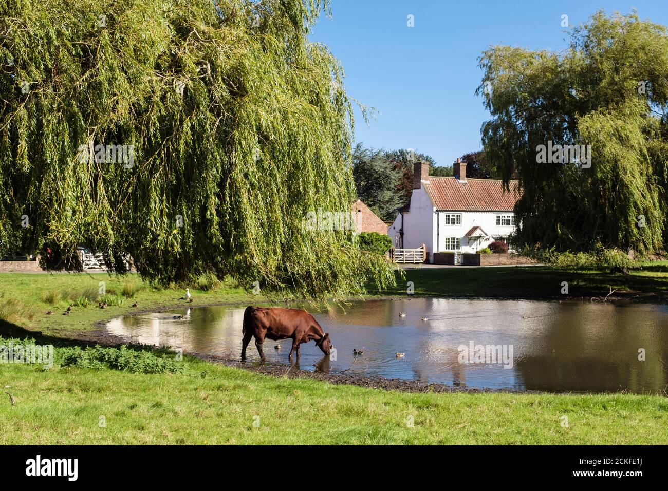 Free gamma bestiame che beve da stagno di anatra sul villaggio verde. Nun Monkton, York, North Yorkshire, Inghilterra, Regno Unito, Gran Bretagna, Europa Foto Stock