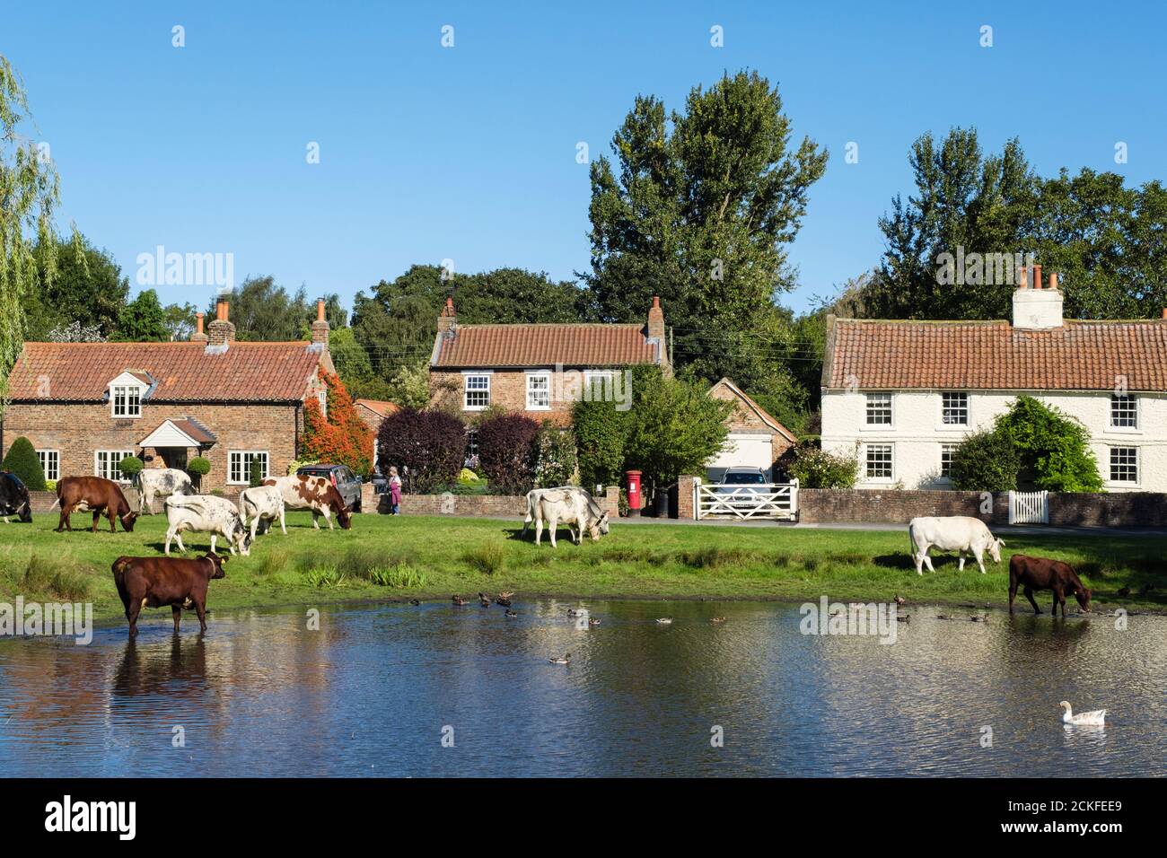 Scena rurale con allevamento di bestiame libero da pascoli da laghetto di anatra su un paese verde villaggio. Nun Monkton, York, North Yorkshire, Inghilterra, Regno Unito, Gran Bretagna Foto Stock