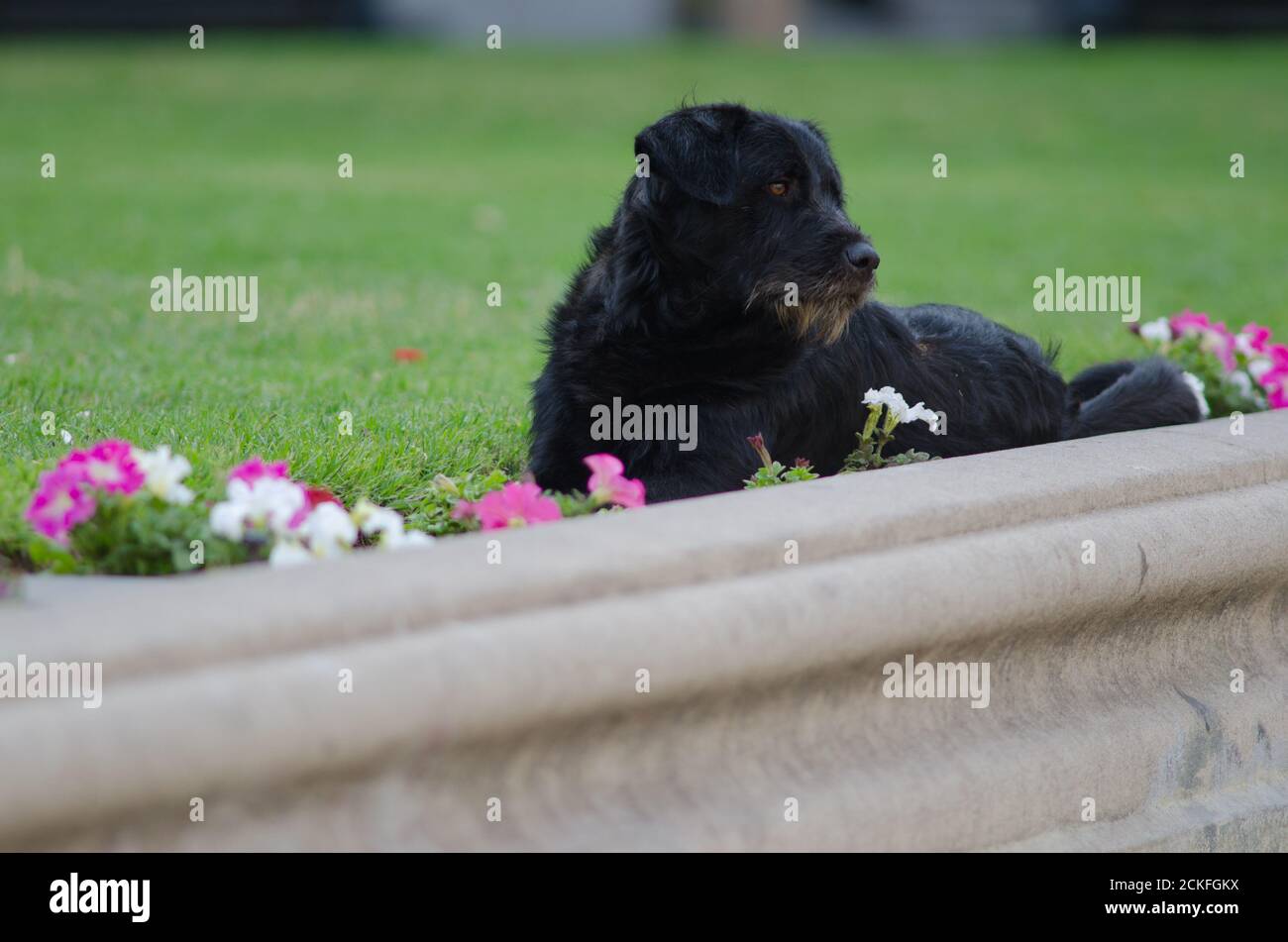 Cane domestico Canis lupus familiaris su un giardino. Piazza della Costituzione. Santiago del Cile. Cile. Foto Stock