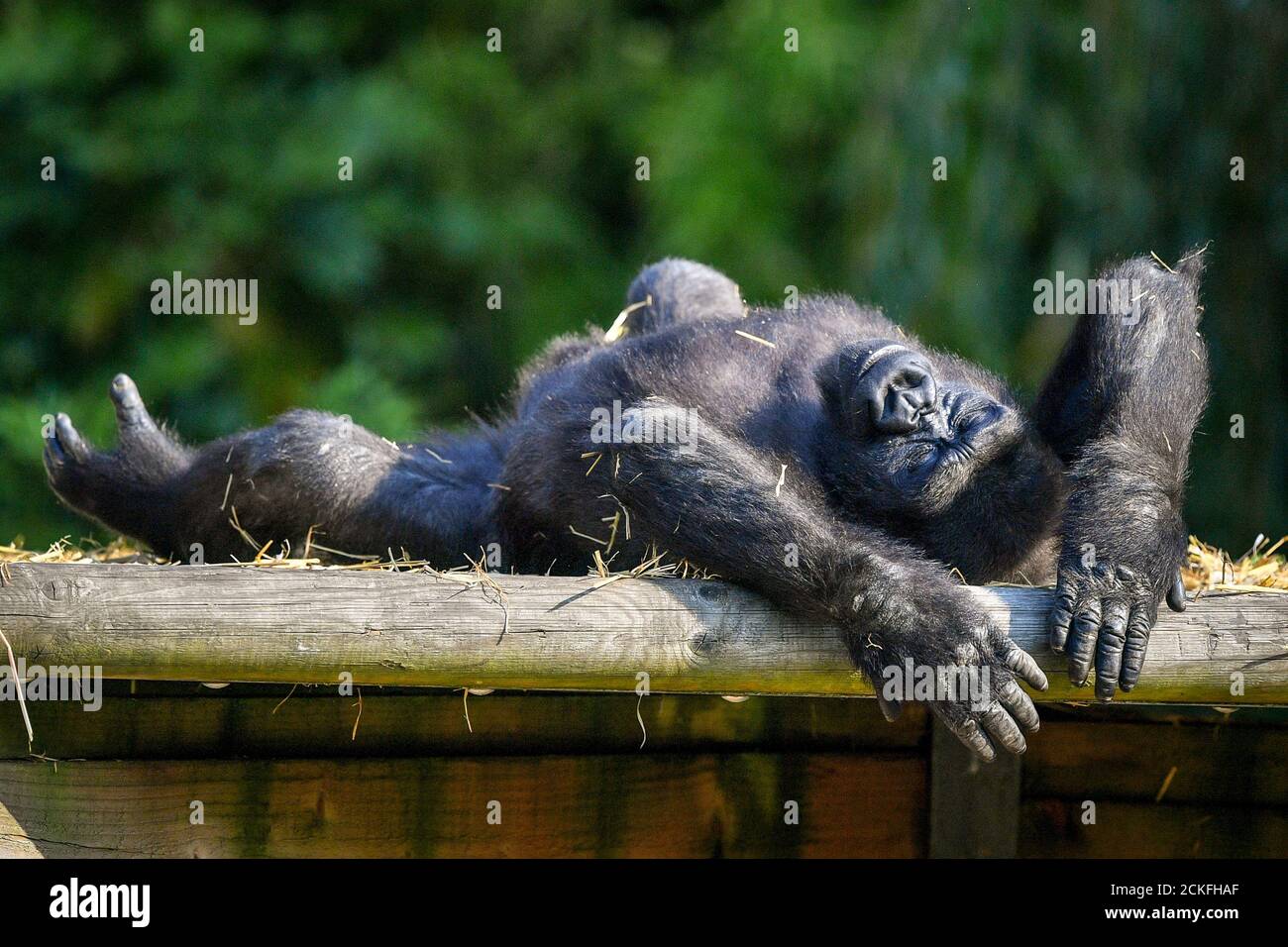 I gorilla della pianura occidentale si rilassano mentre interagiscono con la famiglia al caldo sole dei Giardini Zoo di Bristol. Foto Stock