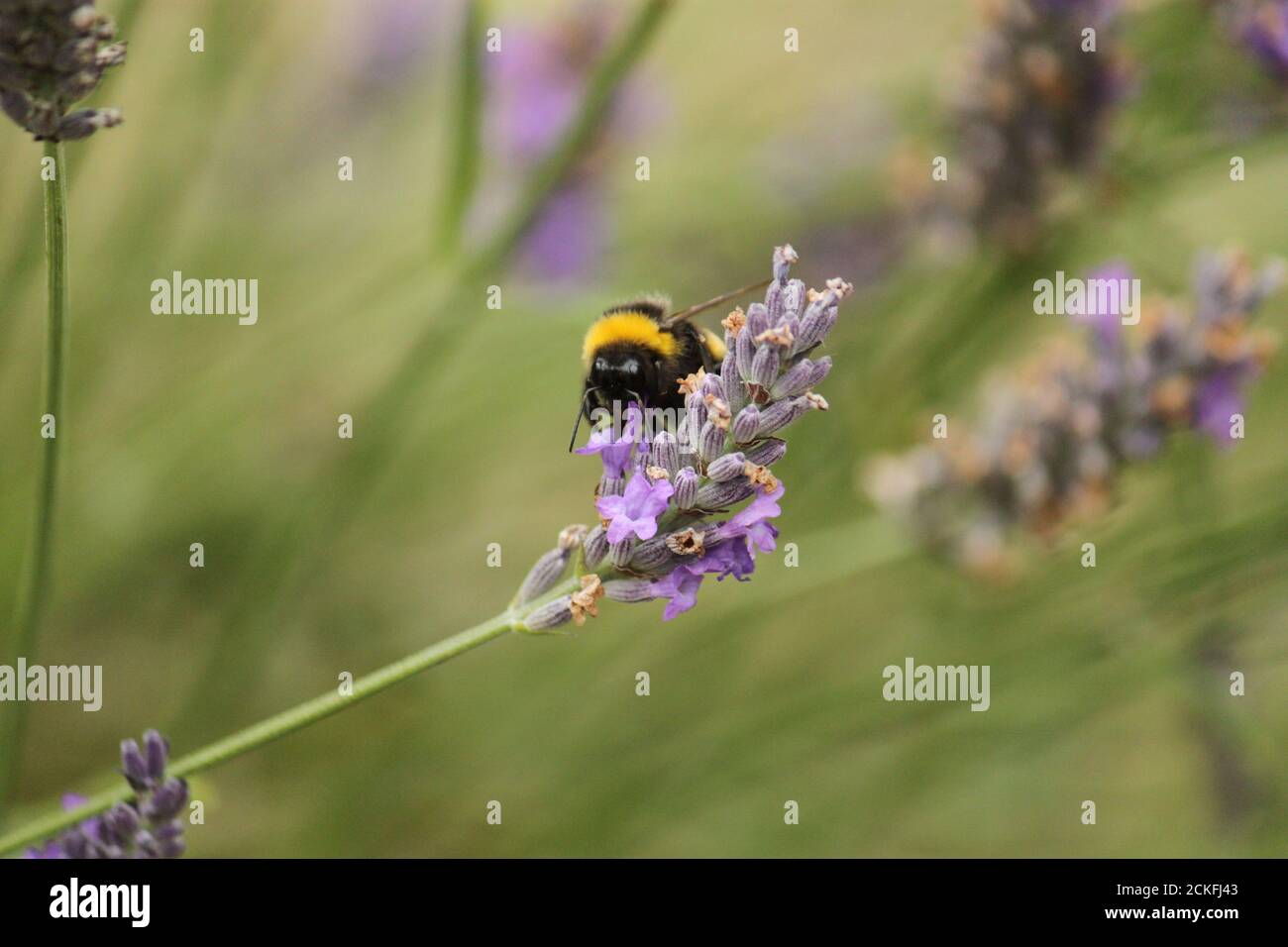 Primo piano di un bumblebee sulla lavanda. Bombus. Lavandula. Foto Stock