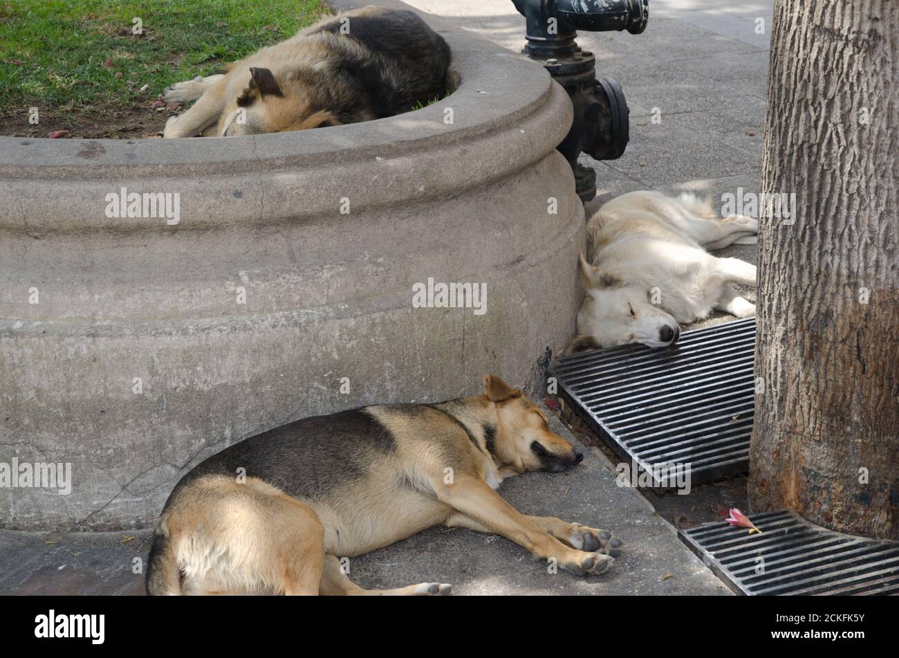 Cani domestici Canis lupus familiaris dormire. Piazza Costitucion. Santiago del Cile. Cile. Foto Stock