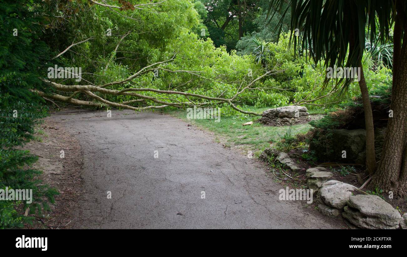 Albero caduto in parco posato attraverso il percorso con alberi a. laterale Foto Stock