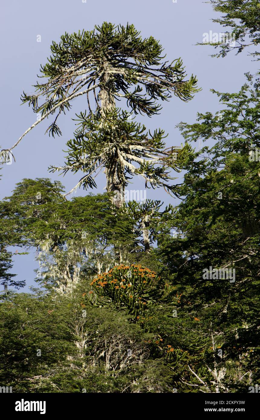 Albero puzzle scimmia Araucaria araucana. Parco Nazionale di Conguillio. Regione di Araucania. Cile. Foto Stock