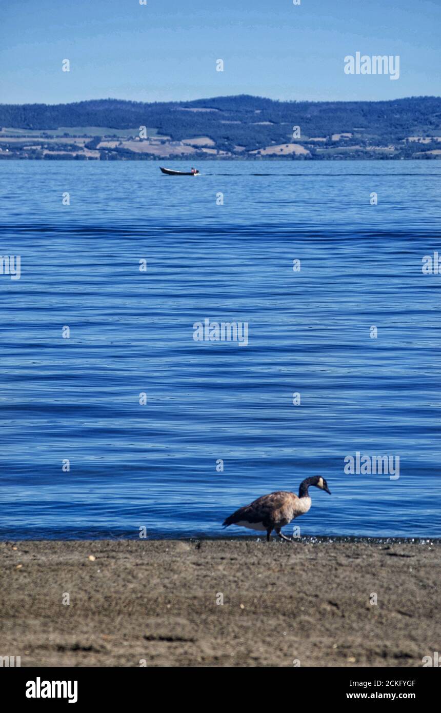 Vista sul lago vulcanico di Bolsena. Un'oca si trova sulla sabbia scura della spiaggia. Isola di Martana sullo sfondo Foto Stock