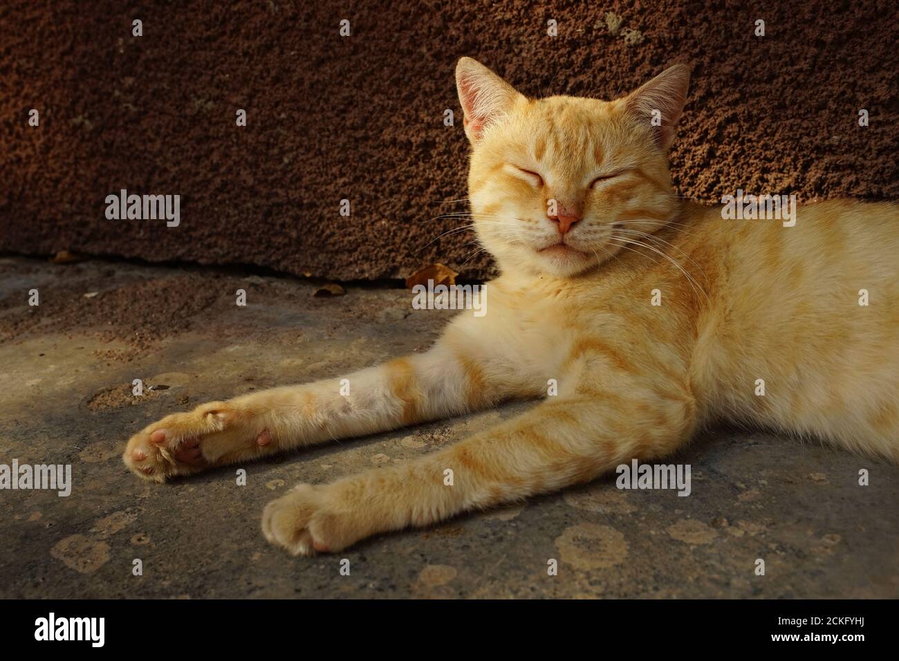 un bel gatto zenzero dorme vicino alla casa in estate giorno Foto Stock