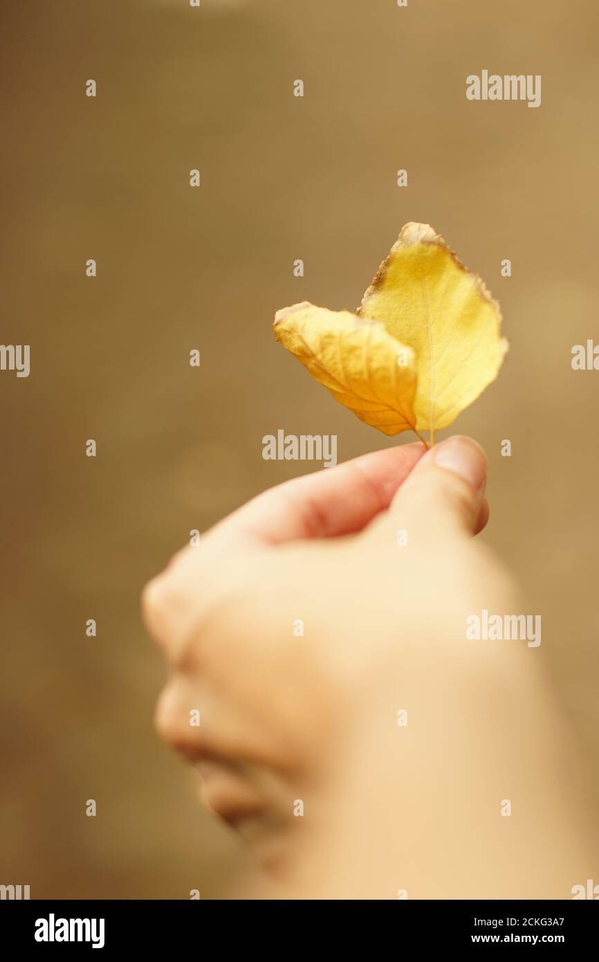 Mano femminile che tiene foglie dorate di betulla autunnale. Foto Stock