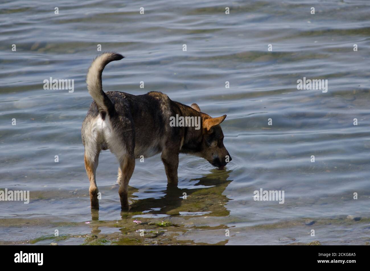 Cane Canis lupus familiaris bere acqua di mare. Angelmo. Puerto Montt. Regione di Los Lagos. Cile. Foto Stock