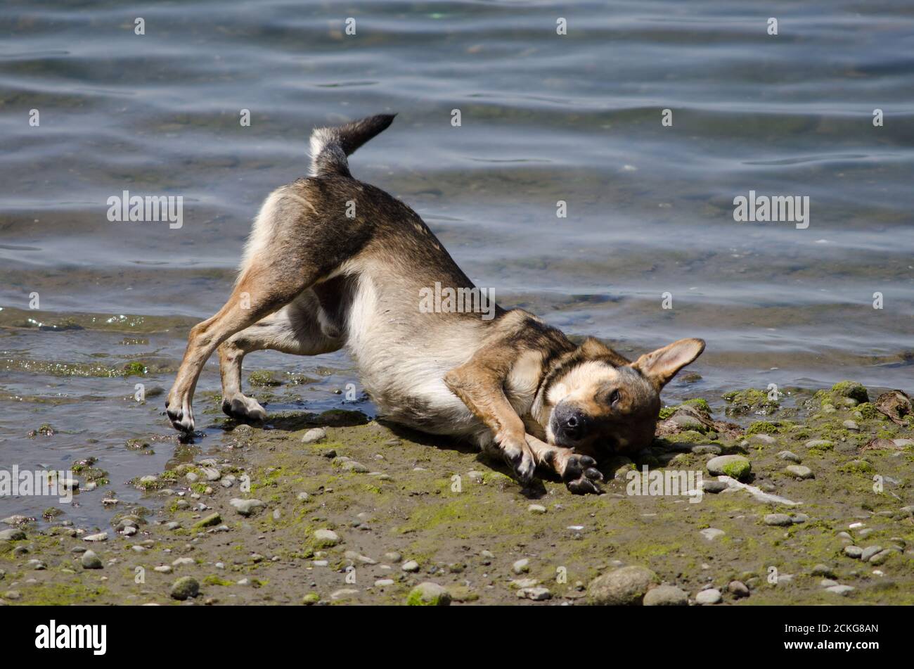 Cane Canis lupus familiaris graffio. Angelmo. Puerto Montt. Regione di Los Lagos. Cile. Foto Stock