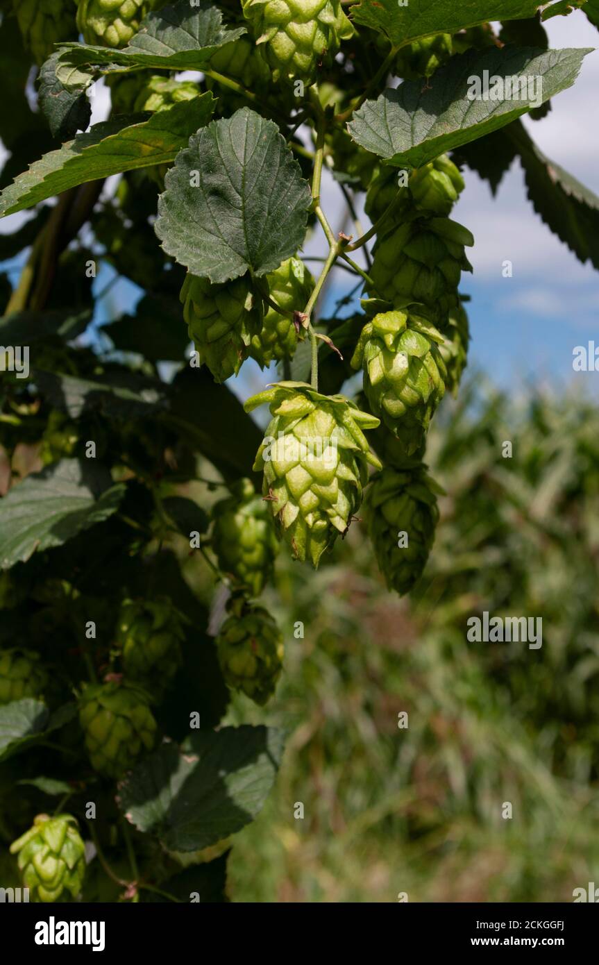 Pianta fresca di cono di luppolo verde, autunno farvest Foto Stock
