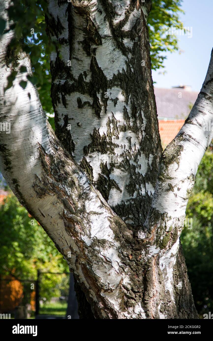 Albero di betulla Foto Stock