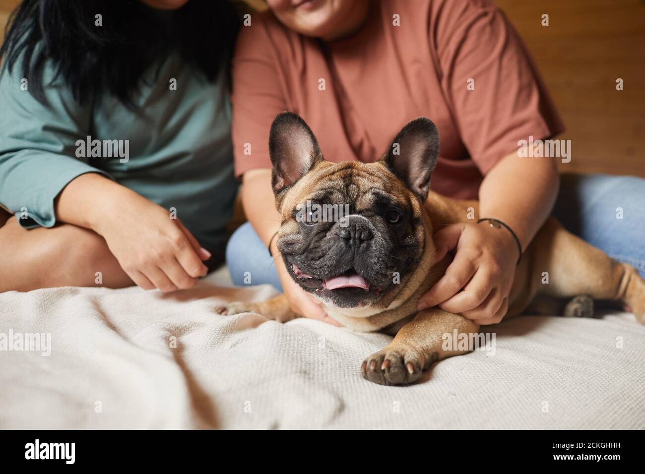 Primo piano di cane domestico sdraiato sul letto mentre i proprietari stroking esso Foto Stock