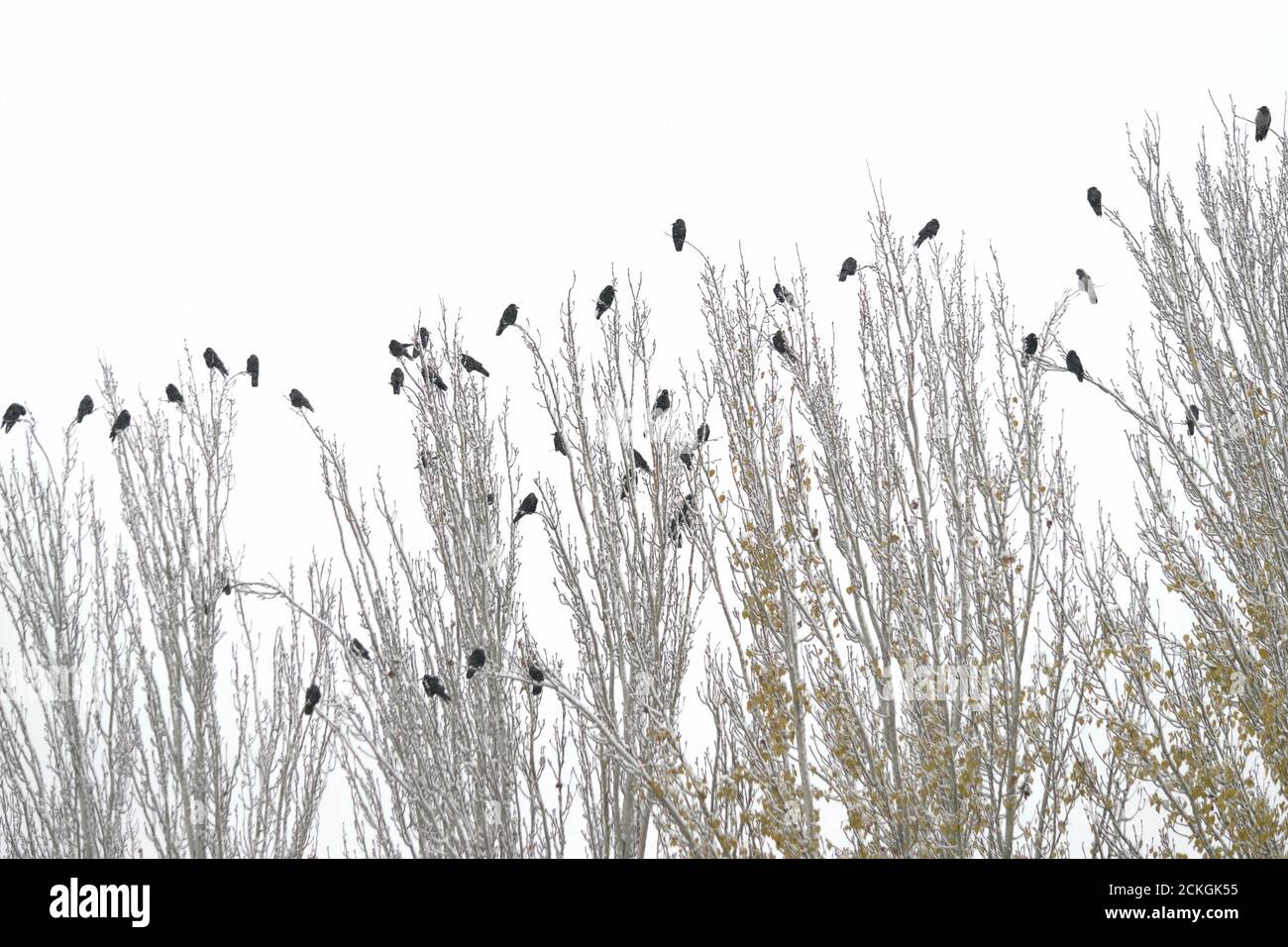 Molti uccelli neri perch in cima agli alberi in inverno durante la neve Foto Stock