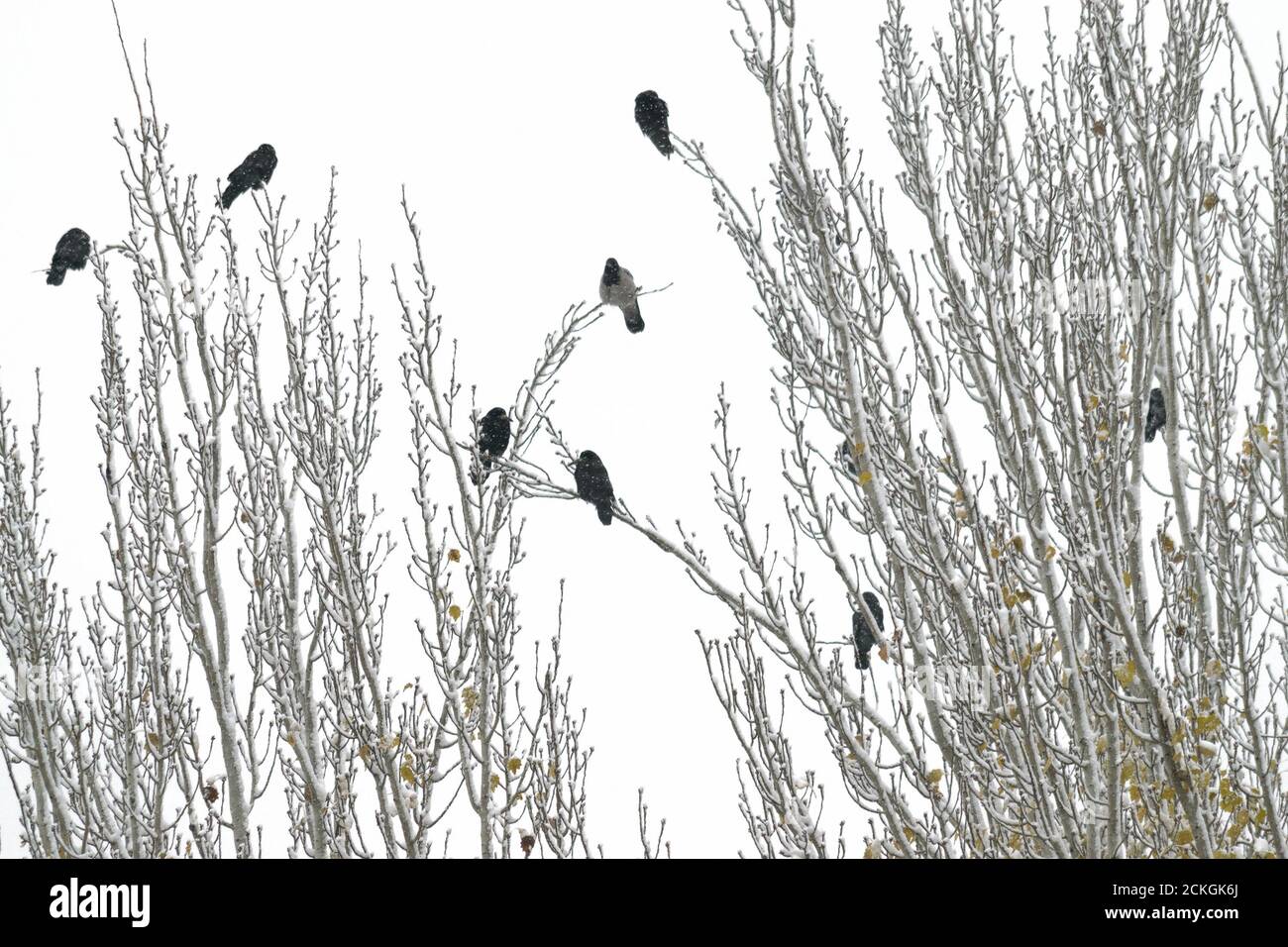 Gli uccelli neri si siedono sui rami degli alberi in inverno, i rami degli alberi sono coperti di neve Foto Stock