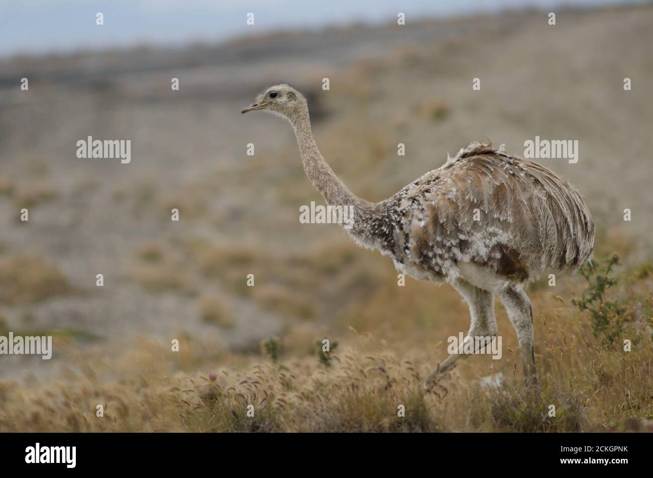 La pennata rhea Rhea di Darwin si trova nella riserva del porto di Pecket. Provincia di Magallanes. Magallanes e Regione Cilena Antartica. Cile. Foto Stock