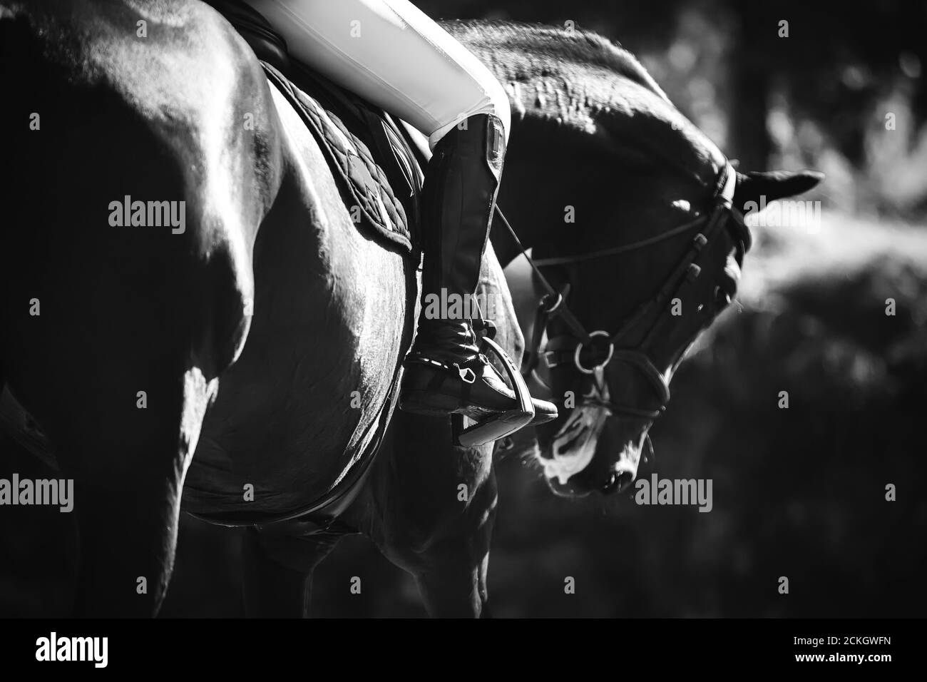 Immagine in bianco e nero di un cavallo da corsa sportivo con un cavaliere seduto in sella e il piede tenuto in una staffa alla luce del sole. Foto Stock