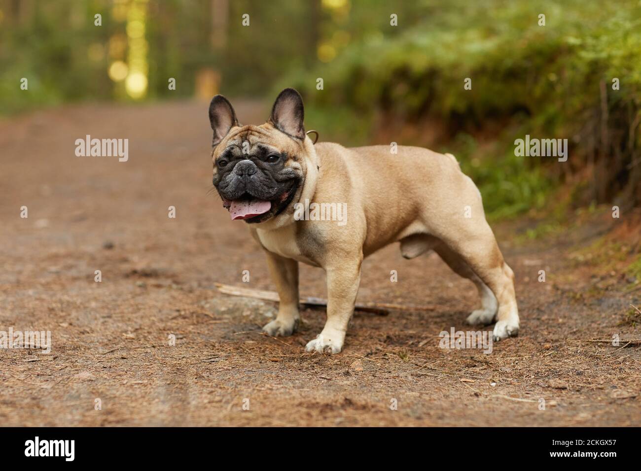 Ritratto di bulldog francese purebred che cammina nella foresta all'aperto Foto Stock