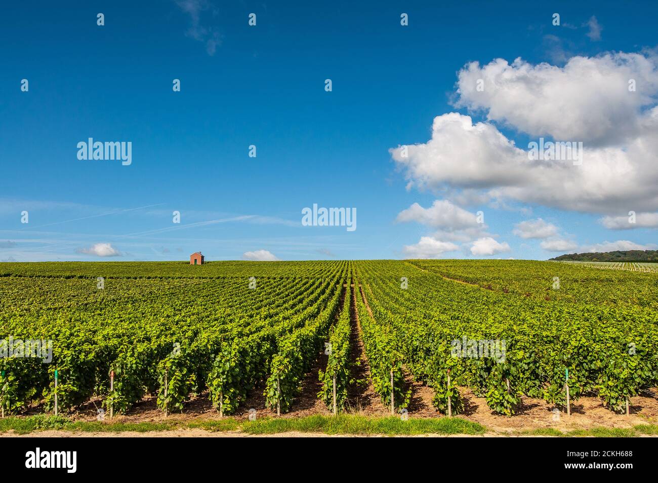 Vigneto vicino Epernay nella regione Champagne-Ardenne in Francia Foto Stock