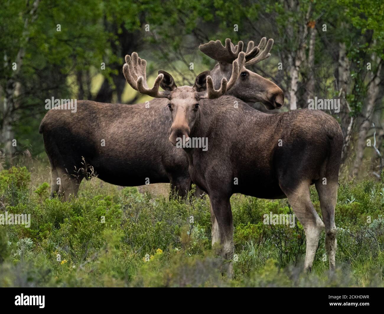 Due Moose (Alces alces) che si trovano vicino Foto Stock