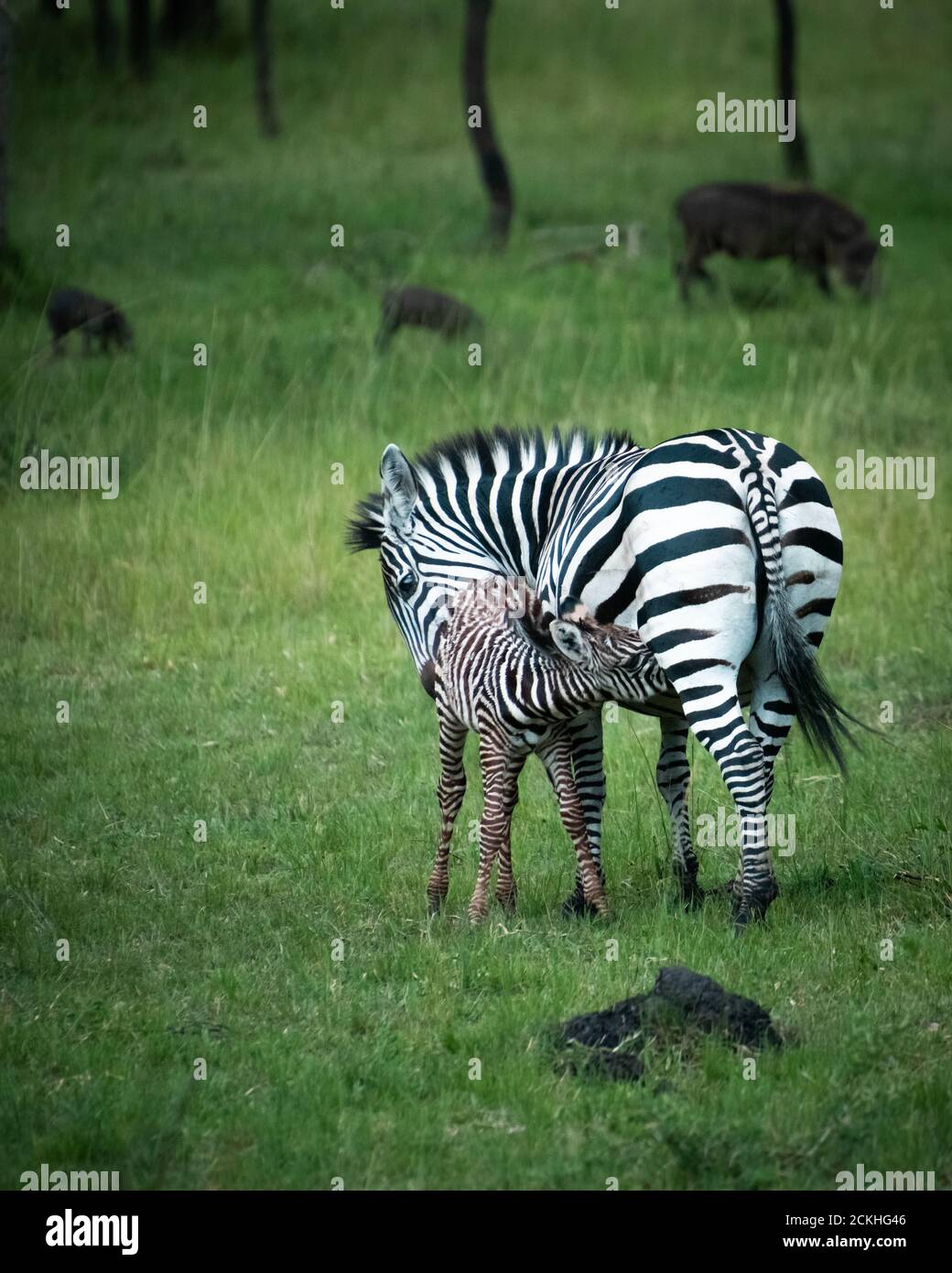 Zebra selvatica foal succhiando con una famiglia di warthogs dentro Lo sfondo del Parco Nazionale del Lago Mburo in Uganda Foto Stock