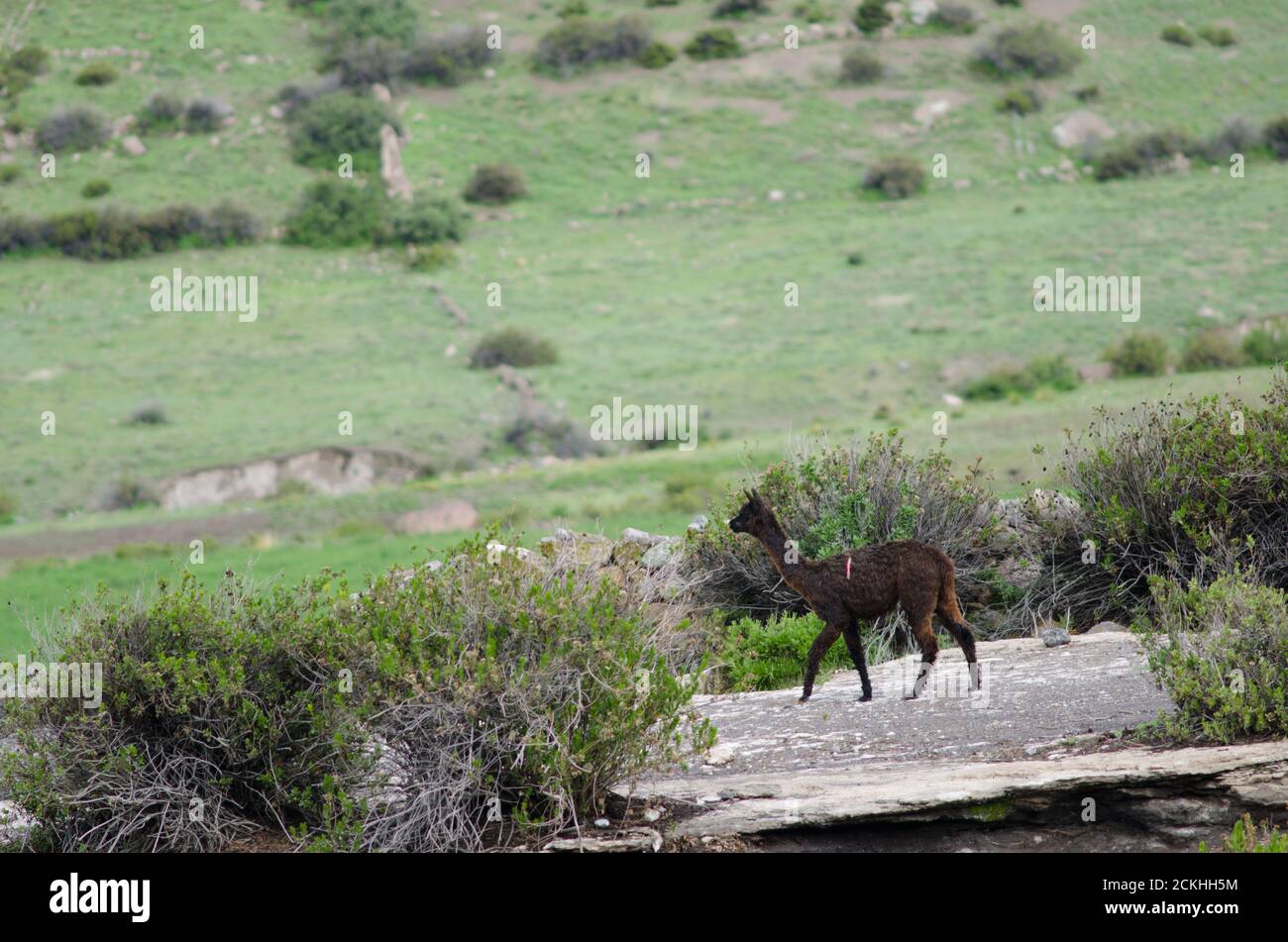 Giovane alpaca Vicegna pacos a Putre. Regione di Arica y Parinacota. Cile. Foto Stock