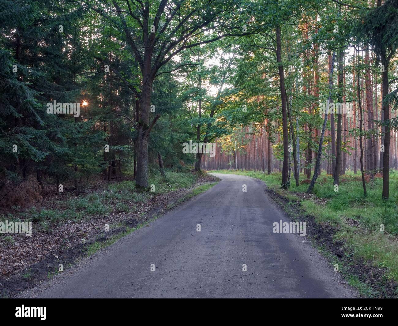 Rami di albero che si piegano sul percorso di curvatura. Travi di sole che attraversano la foresta. Ora d'oro nella bassa Foresta della Slesia. Foto Stock