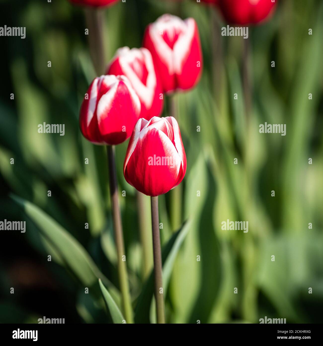 Dettaglio di un tulipano rosso nel campo dei tulipani durante una giornata di sole nel giardino Keukenhof, Paesi Bassi Foto Stock