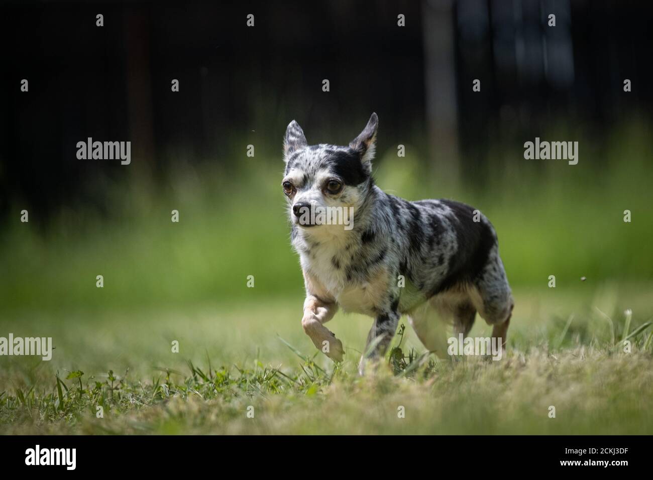 Piccolo chihuahua maneggiate crossbred cane di salvataggio passeggiate su un prato Foto Stock