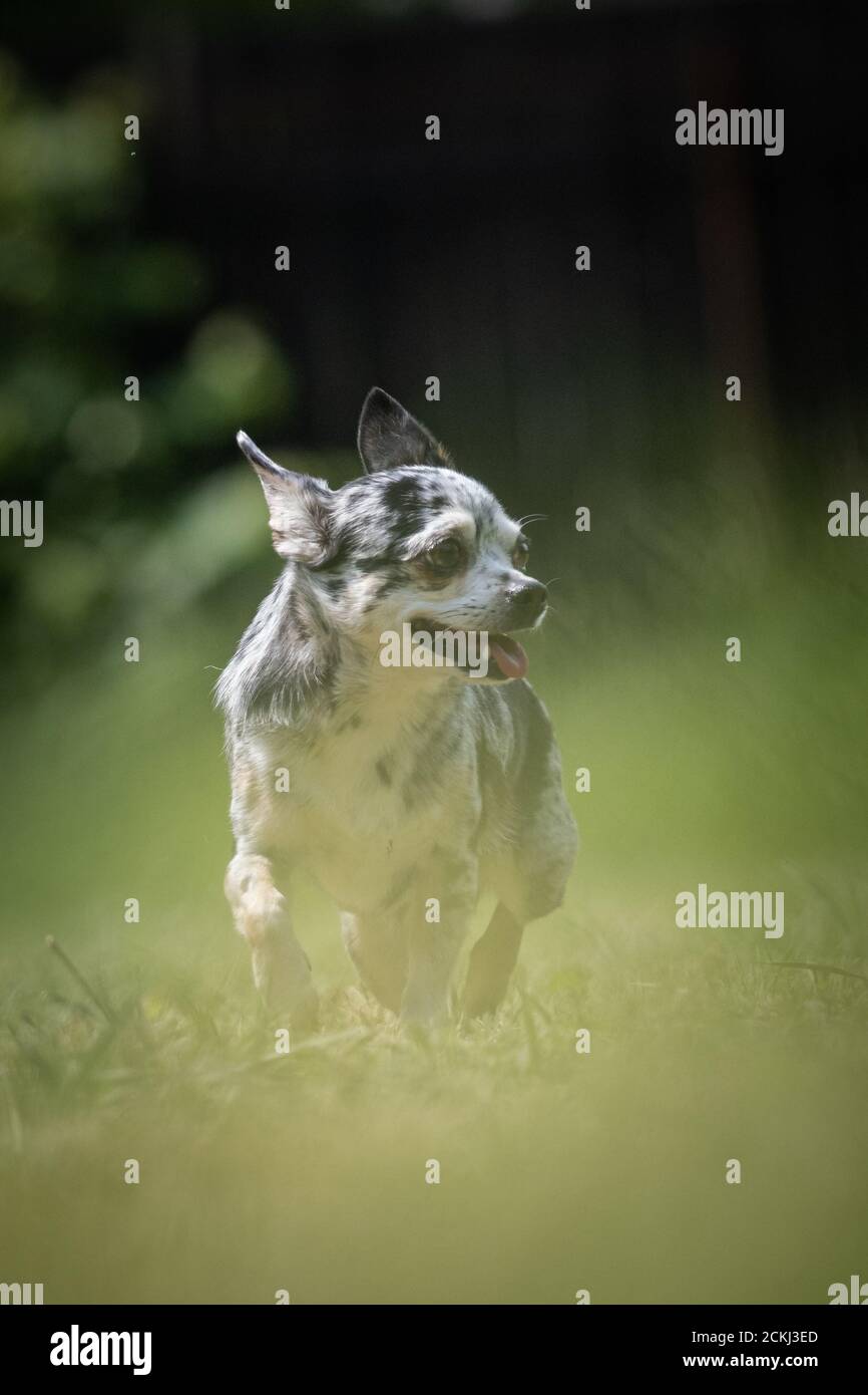 Piccolo chihuahua maneggiate crossbred cane di salvataggio passeggiate su un prato Foto Stock