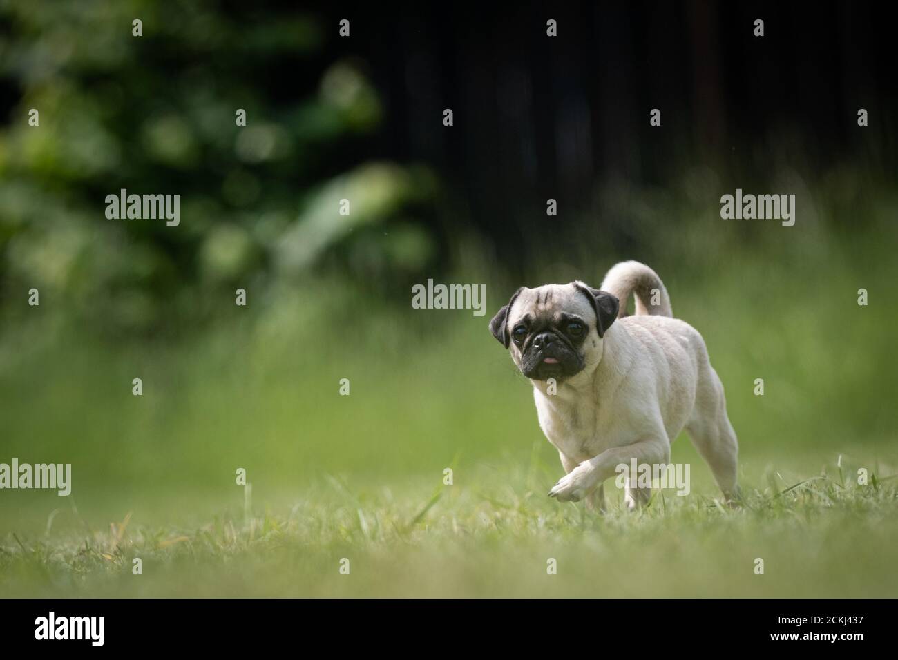 Piccolo beige Pug salvataggio cane passeggiate su un prato Foto Stock