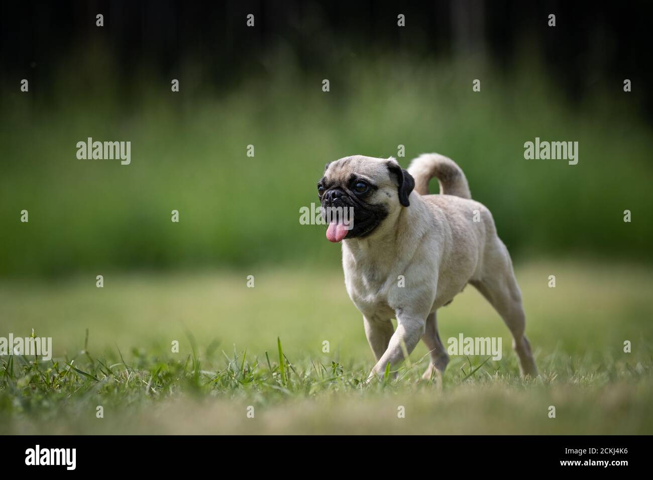 Piccolo beige Pug salvataggio cane passeggiate su un prato Foto Stock