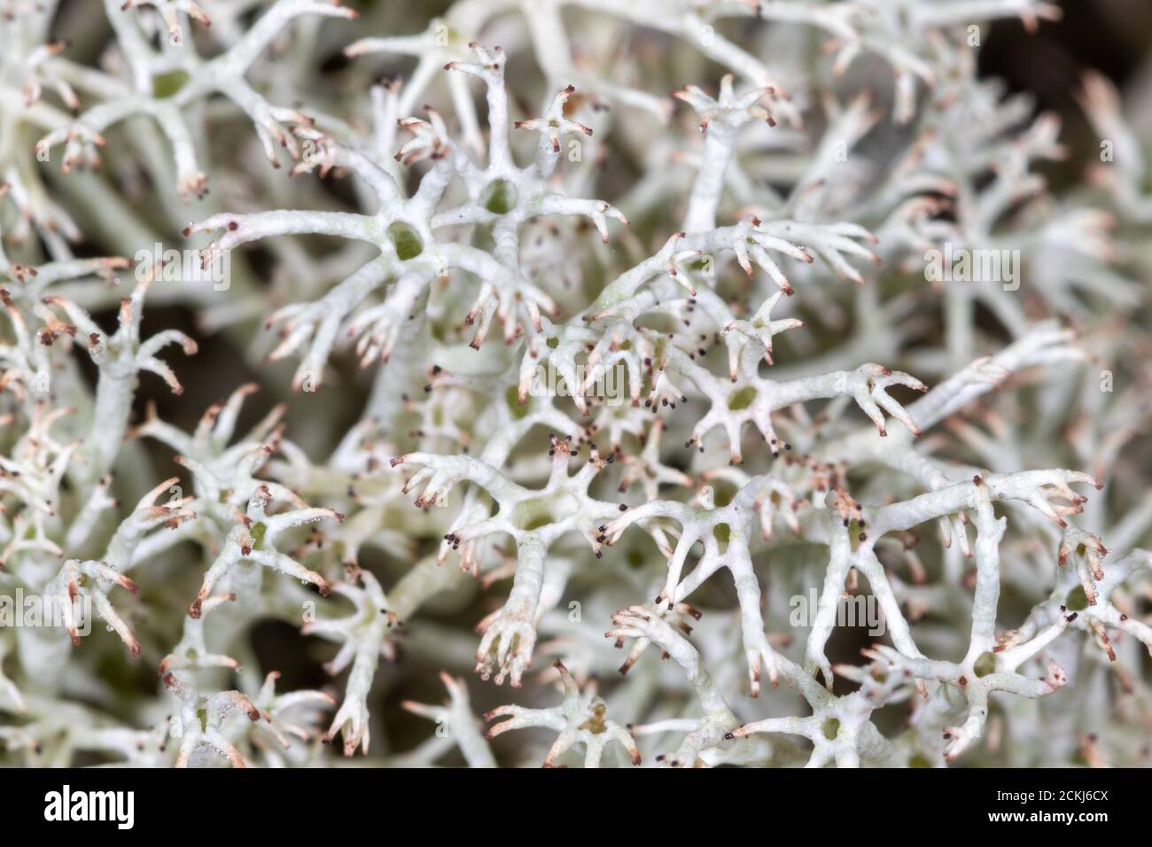Una vista ravvicinata della Cladonia rangiferina, conosciuta anche come lichene di renna Foto Stock