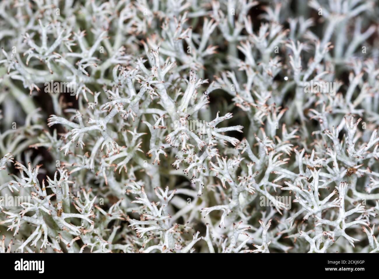 Una vista ravvicinata della Cladonia rangiferina, conosciuta anche come lichene di renna Foto Stock
