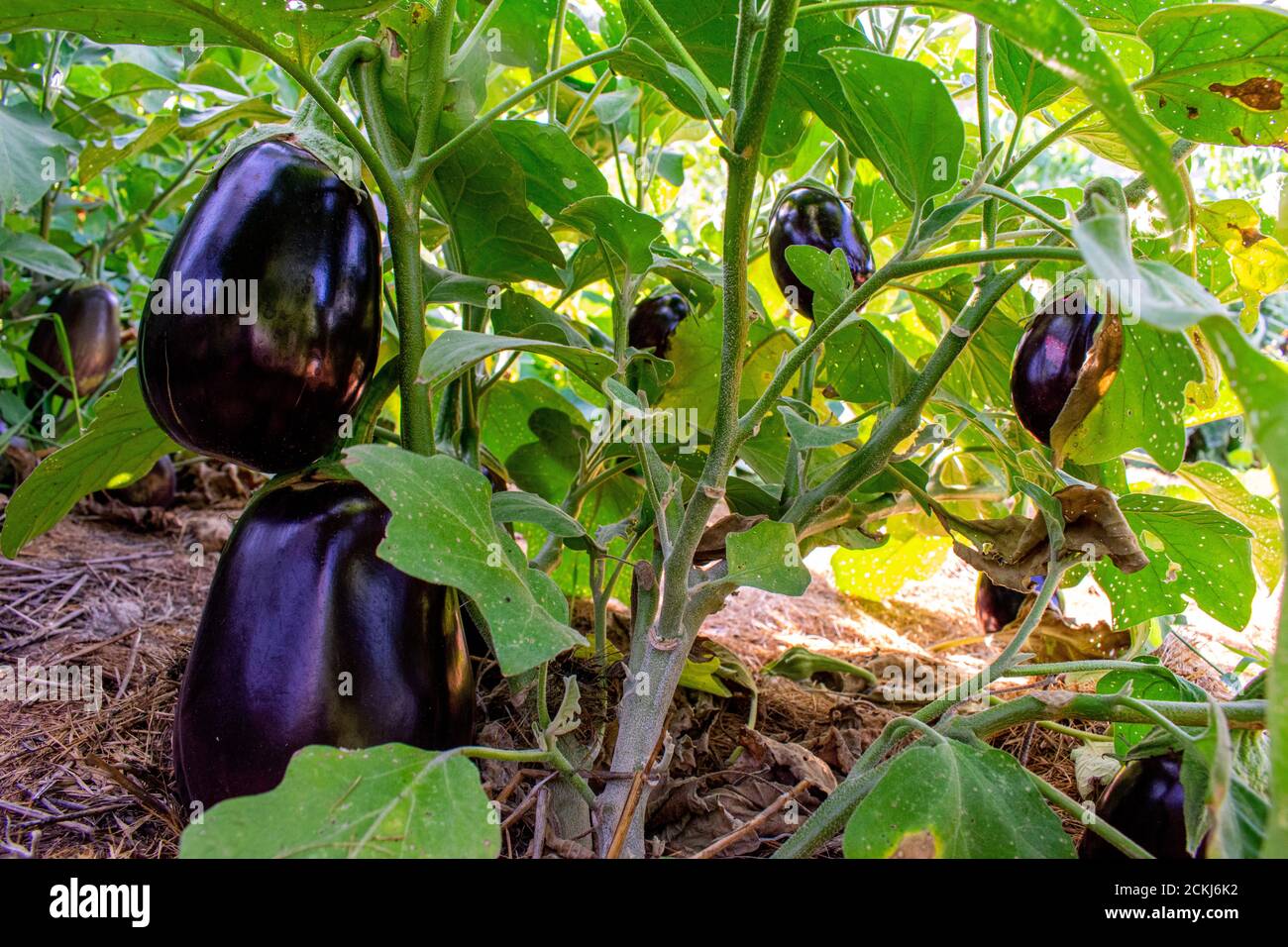 Le melanzane viola sono appese, mature e pronte a raccogliere da un giardino senza erbacce. Foto Stock