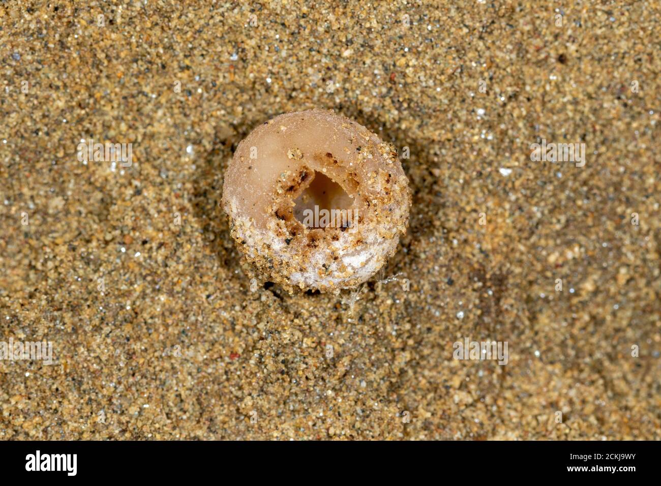 Una tazza di fungo Peziza ammophila su una duna di sabbia, Riserva speciale 'Djurdjevac Sands' in Croazia Foto Stock