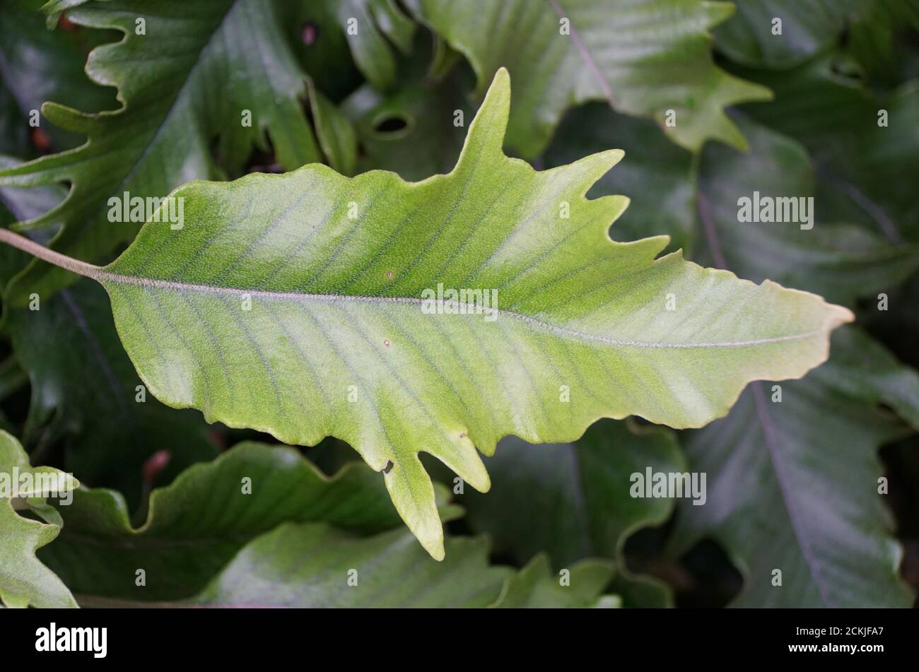 Bella foglia verde di felt Fern 'monstrifera' pianta Foto Stock