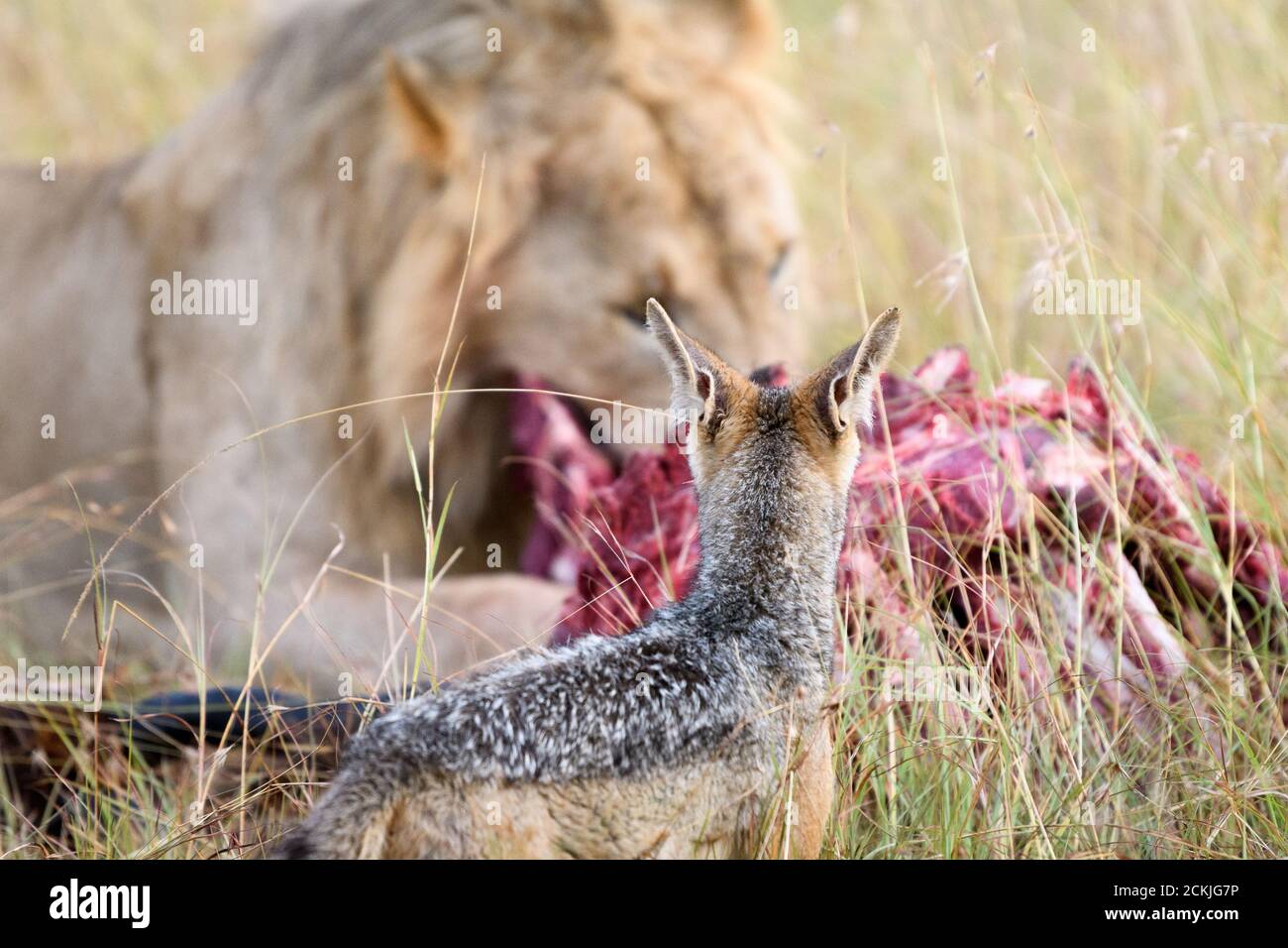 jackal e leone cibo in Masai Mara Kenya Foto Stock