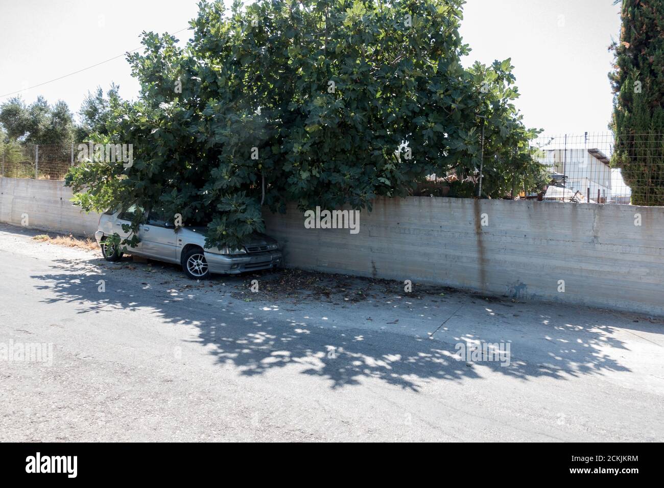 Vecchia macchina all'ombra di un fico, rethymno, Creta Foto Stock