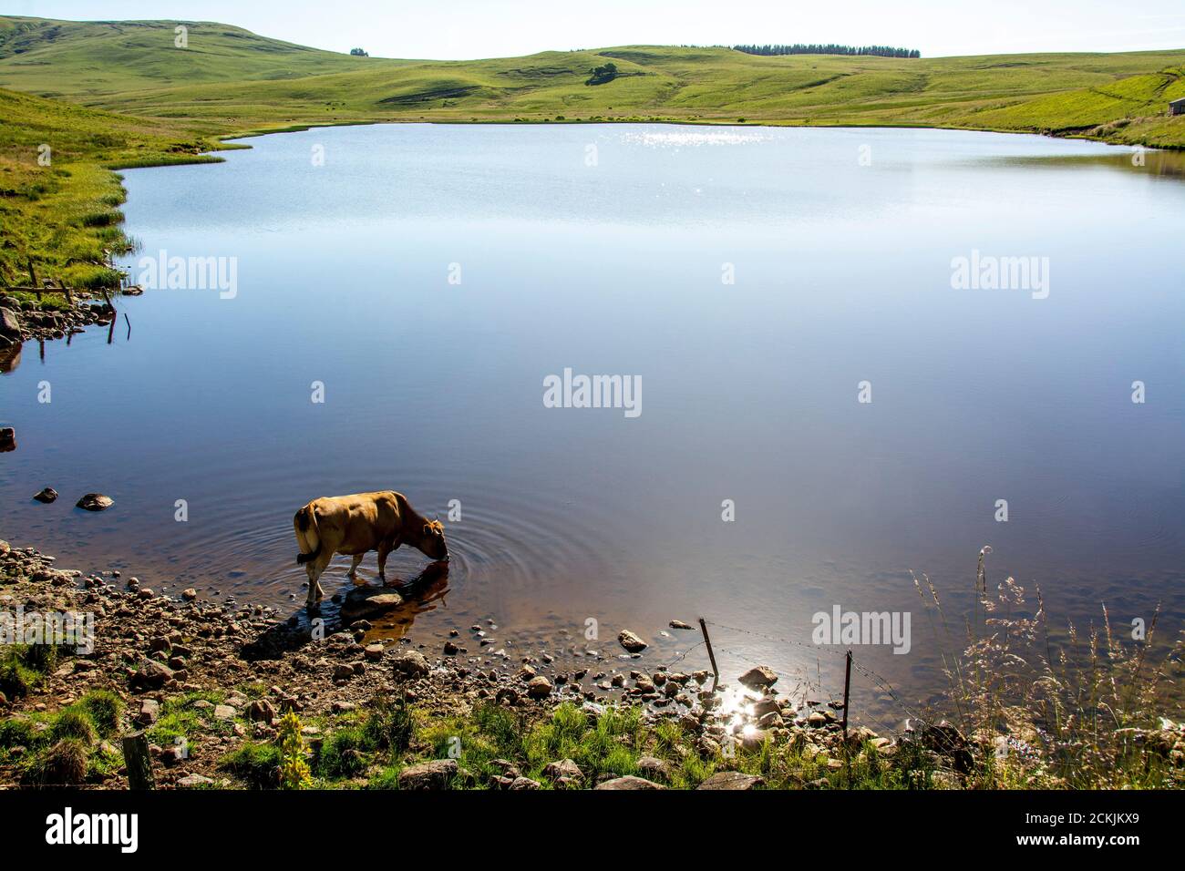 Mucca che beve nel lago di Saint-Alyre sull'altopiano di Cezallier nel parco naturale regionale dei vulcani d'Alvernia, Puy de Dome, Auvergne-Rodano-Alpi, Francia Foto Stock