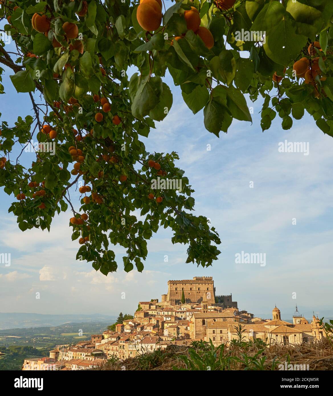 Albicocca carico di cornici da frutto Castello Orisini a Soriano nel Cimino, Lazio, Italia. Foto Stock