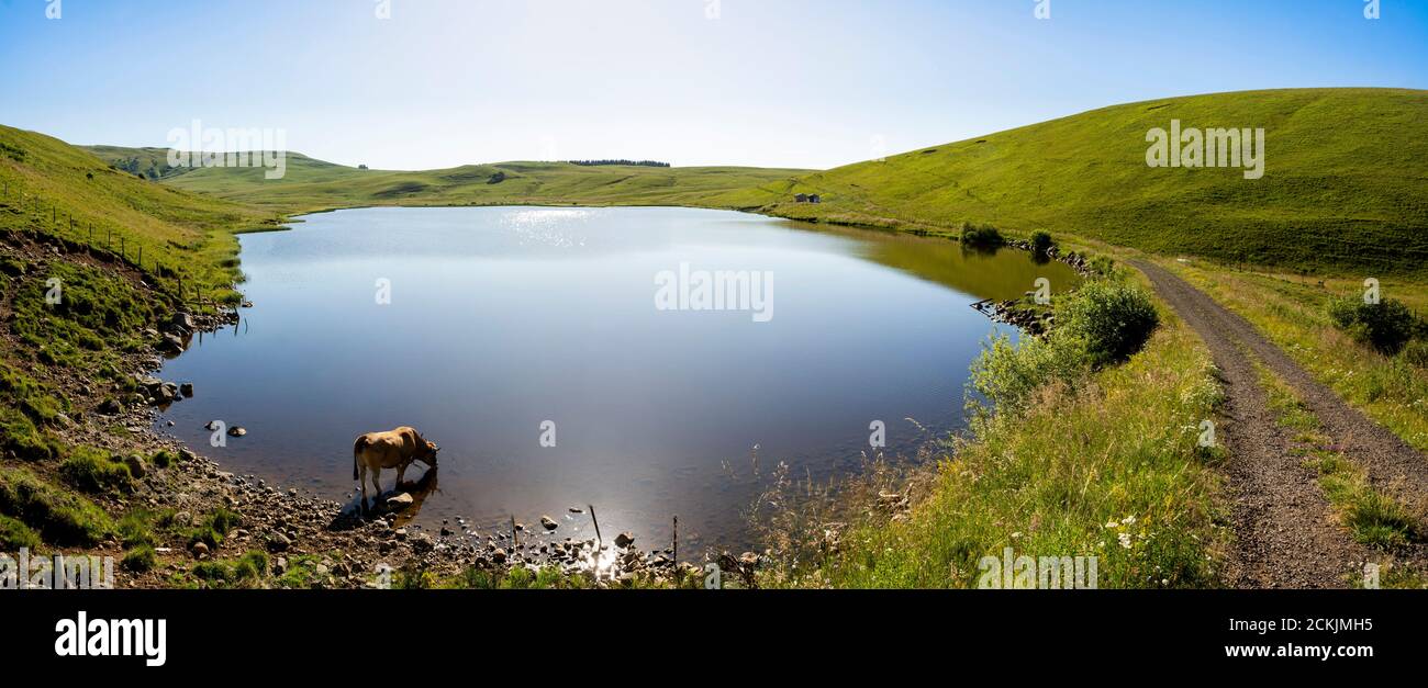 Mucca che beve nel lago di Saint-Alyre sull'altopiano di Cezallier nel parco naturale regionale dei vulcani d'Alvernia, Puy de Dome, Auvergne-Rodano-Alpi, Francia Foto Stock